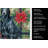 Black Greyhound Christmas PoinsettIas Kitchen Towel-2080583861