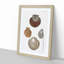 Types of Seashells PL. 11 by J.E. De Kay - Framed Print-55642382-55642383