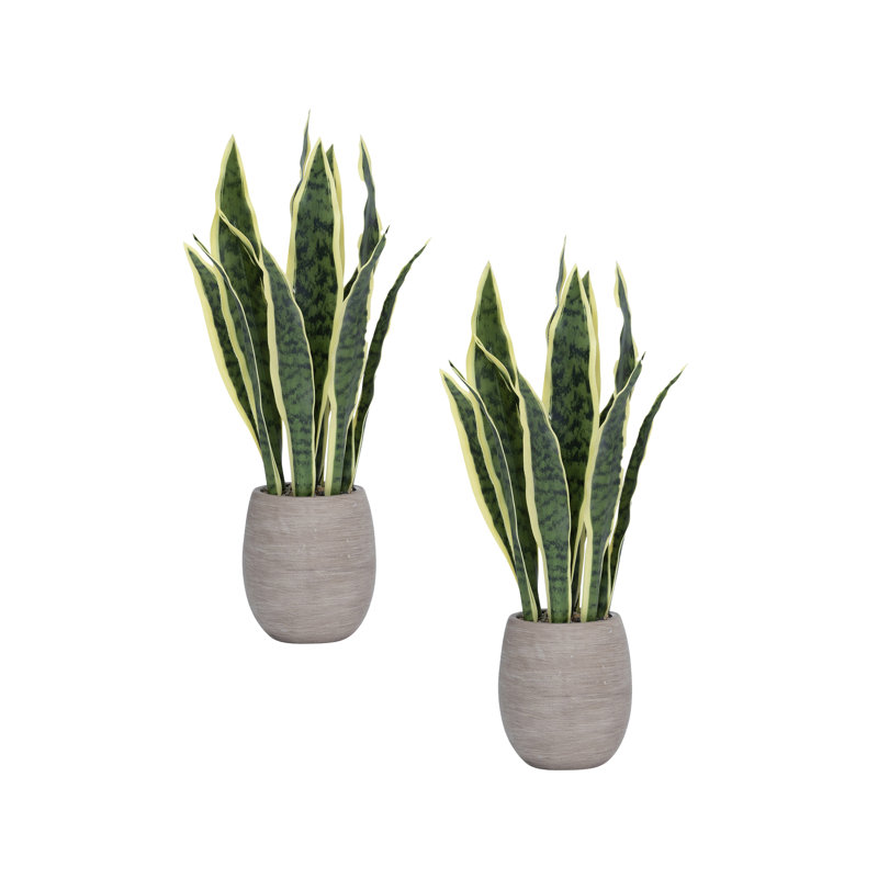 Ensemble de 2 pots à fleurs 18 po Faux Sansevieria