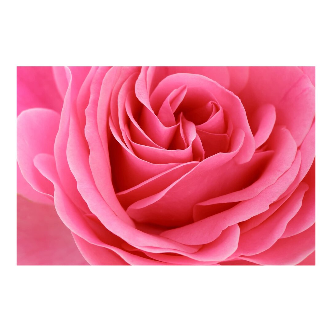 Matt Fototapete Lustful Pink Rose 2,9 m x 432 cm