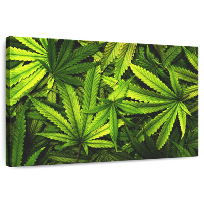 Jardin de feuilles de marijuana
