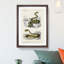 Viper & Rattlesnake by Charles D' Orbigny - Picture Frame Painting Print-55605415-55605416