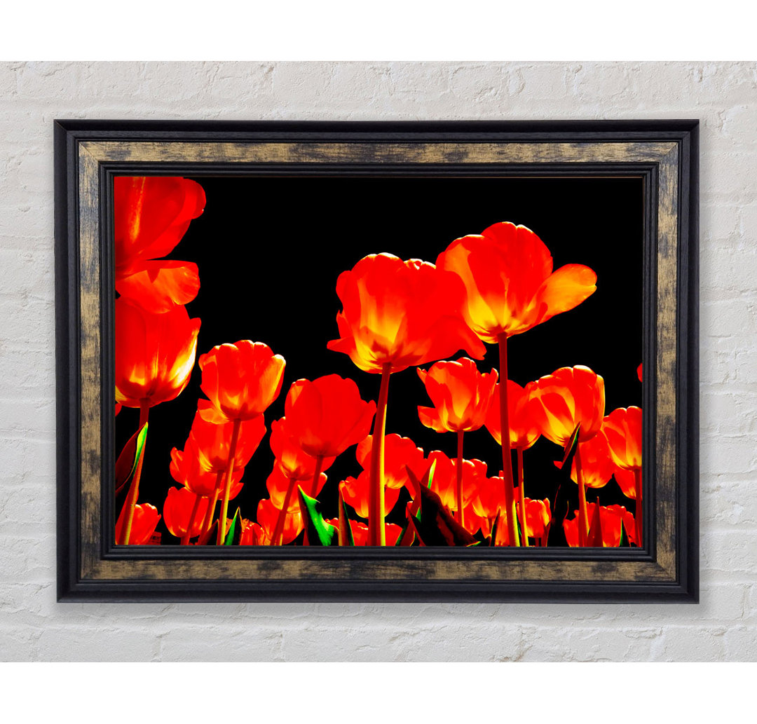 Orange Tulpen Schwarzer Himmel - Druck