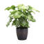Live White Butterfly Plant in Classic Pot-114976336-49662076