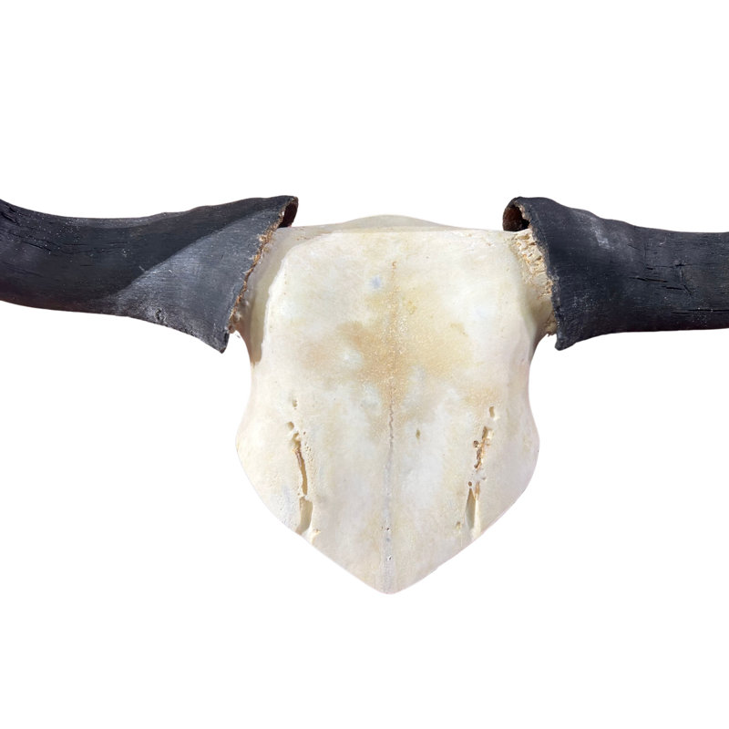 Wildebeest Skull Cap