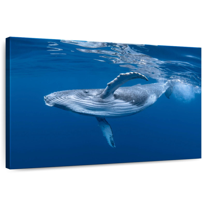 Brampt Baby Humpback Whale, 24" H x 36" W