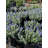 Primrue Live Flowering Plant in Plastic Pot