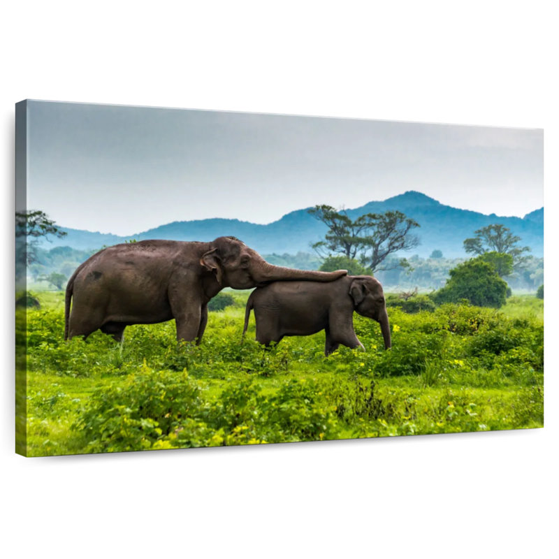 Elephant Motherly Love