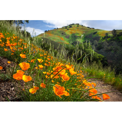 California Poppy Bloom On Grass Mountain Trail, Santa Barbara County by Garykavanagh - Wrapped Canvas Photograph