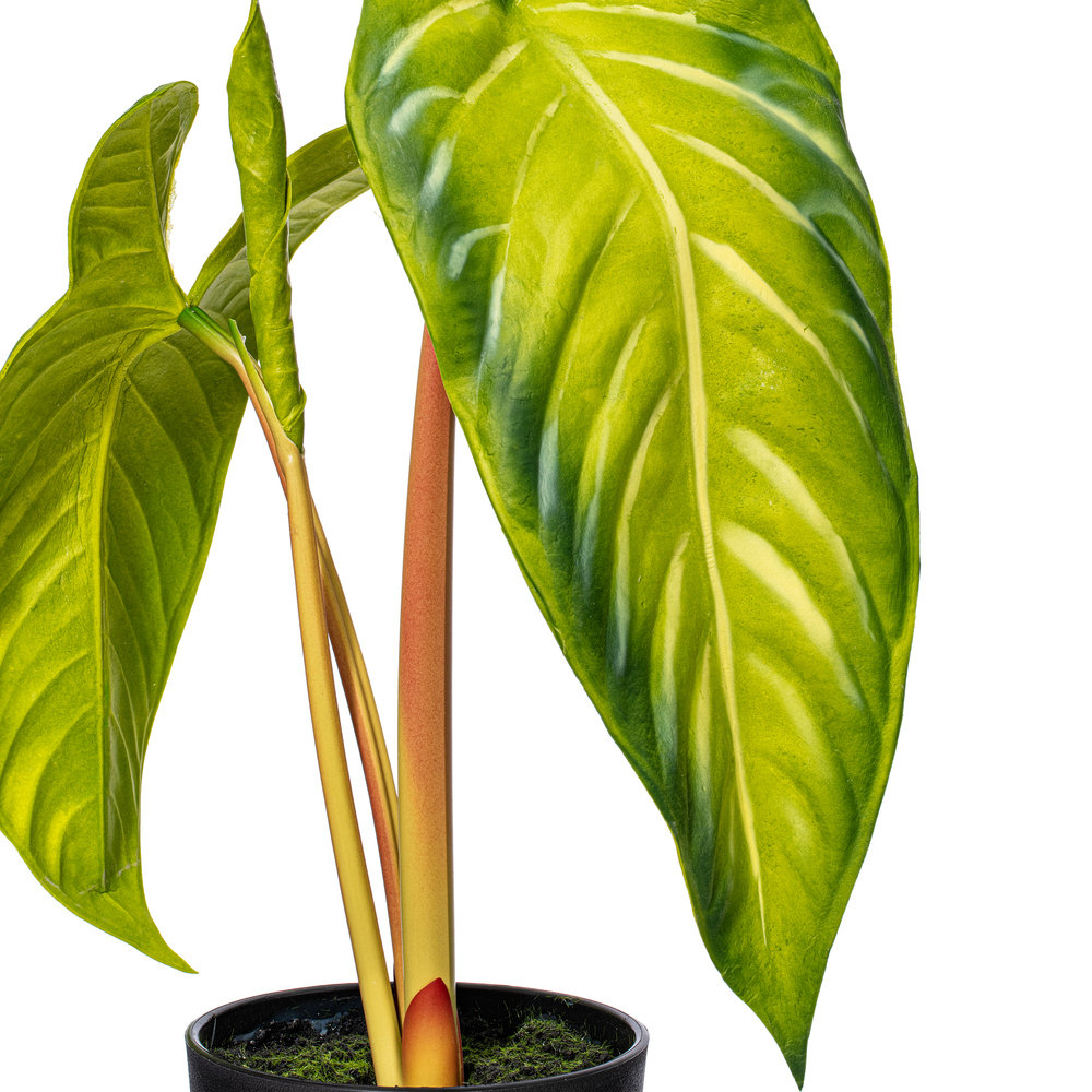 17" Alocasia Frydek Potted Plant