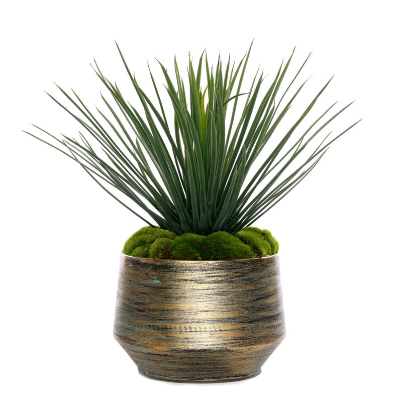 1 Plant