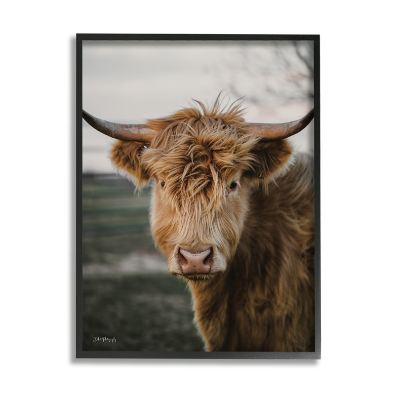 Highland Cow par Dakota Diener, H 14 po x l 11 po x P 1,5 po, Cadre noir