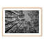 Pine Forest-1628409733-1628409735