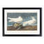 Ivory Gull by John Audubon - Framed Print-55576292-55576295