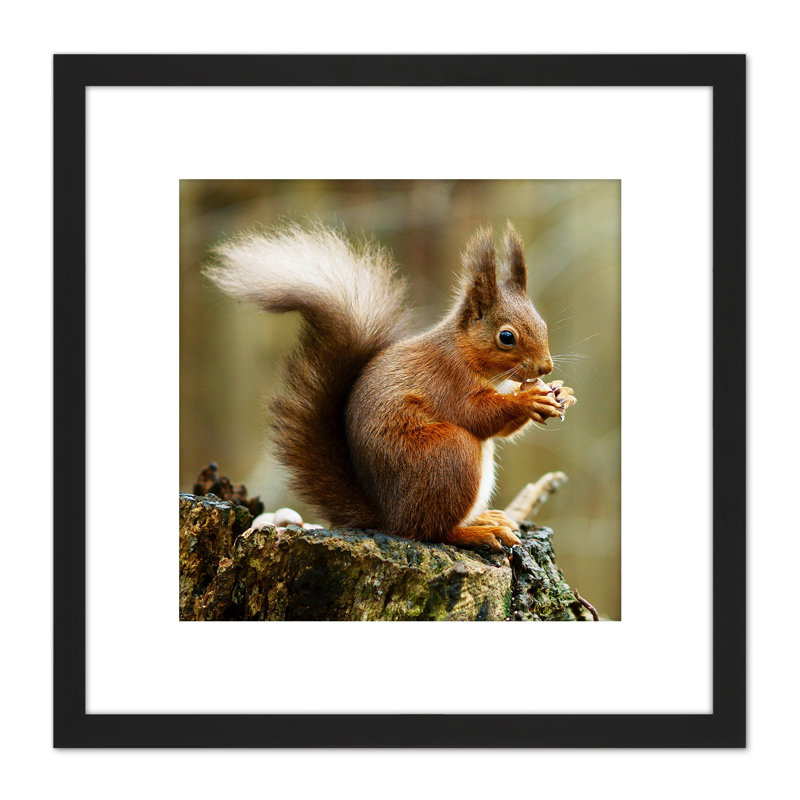 Trimming Red Squirrel Eating Forest Nature - Single Picture Frame Painting