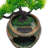 Rahmeek Weather Resistant Fountain with Light