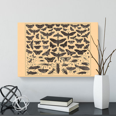Encyclopedia Butterflies And Insects - Wrapped Canvas