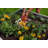 CLASSIC White Vinyl 4x4 Composting Garden