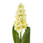 Anastasija Arrangement-1582456856-1582456857