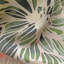 Felicity Agnes Pink Fabric