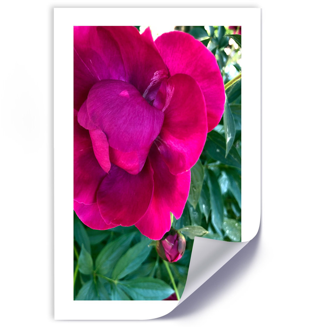 Fotodruck Pink Peony