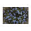 Art sur toile Kurt Shaffer-105645060