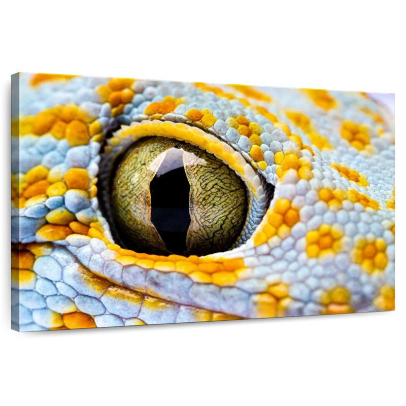 Brampt Gecko Eye, 16" H x 24" W