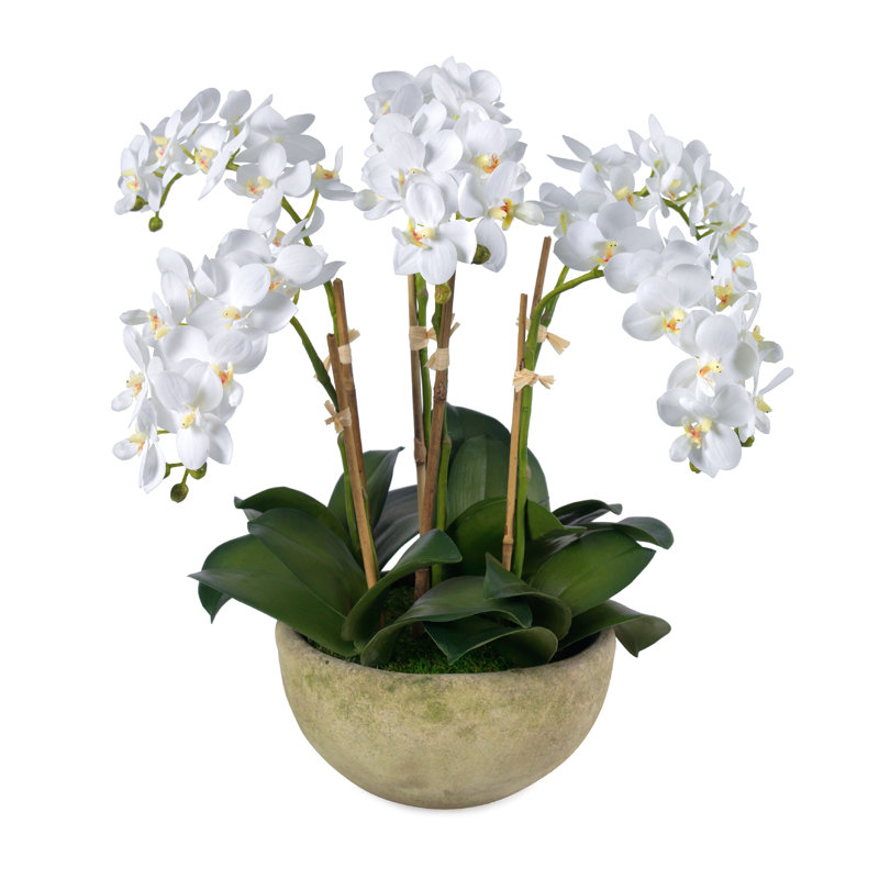 Small Phalaenopsis Orchids, 6 Stems, in Mossed Bowl
