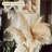 Preserved Pampas Grass – 59-Inch Tall, Neutral Beige (3 Set)