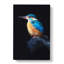 Kingfisher Bird In Abstract - Wrapped Canvas-55363205