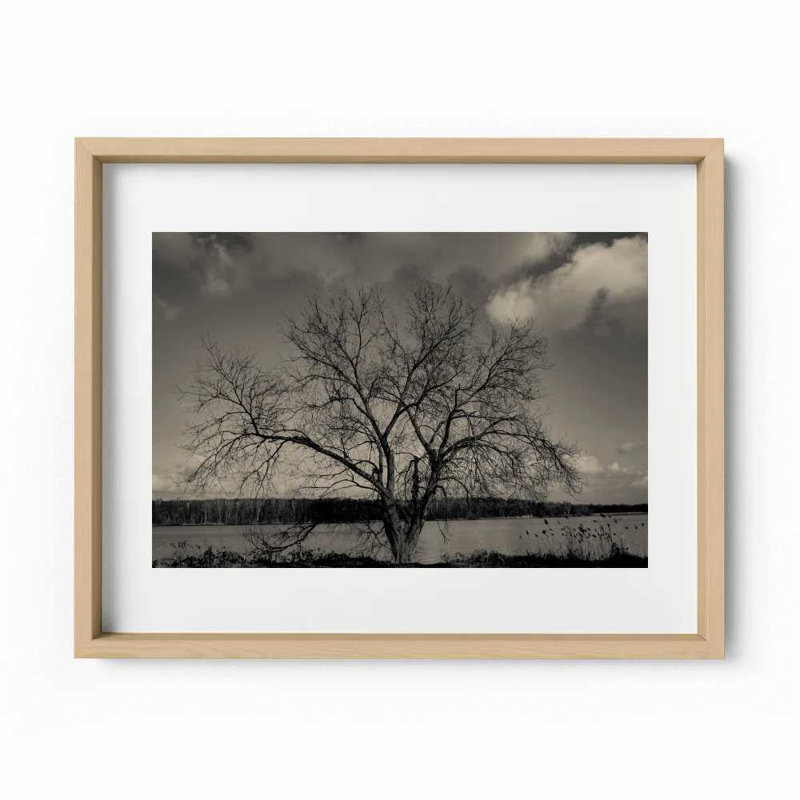 Baum Im Winter Print by Joseph Regan, Natural, 22" H x 26" W x 0.75" D