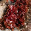Genuine Vanadinite Crystal Cluster