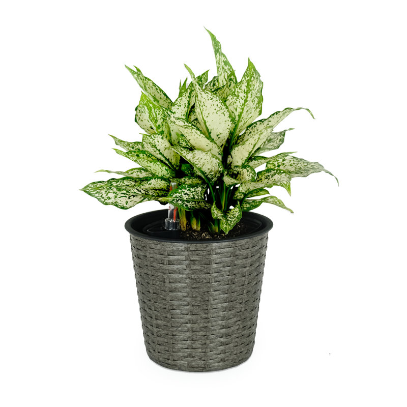 Jardinière décorative en osier 10,2 po