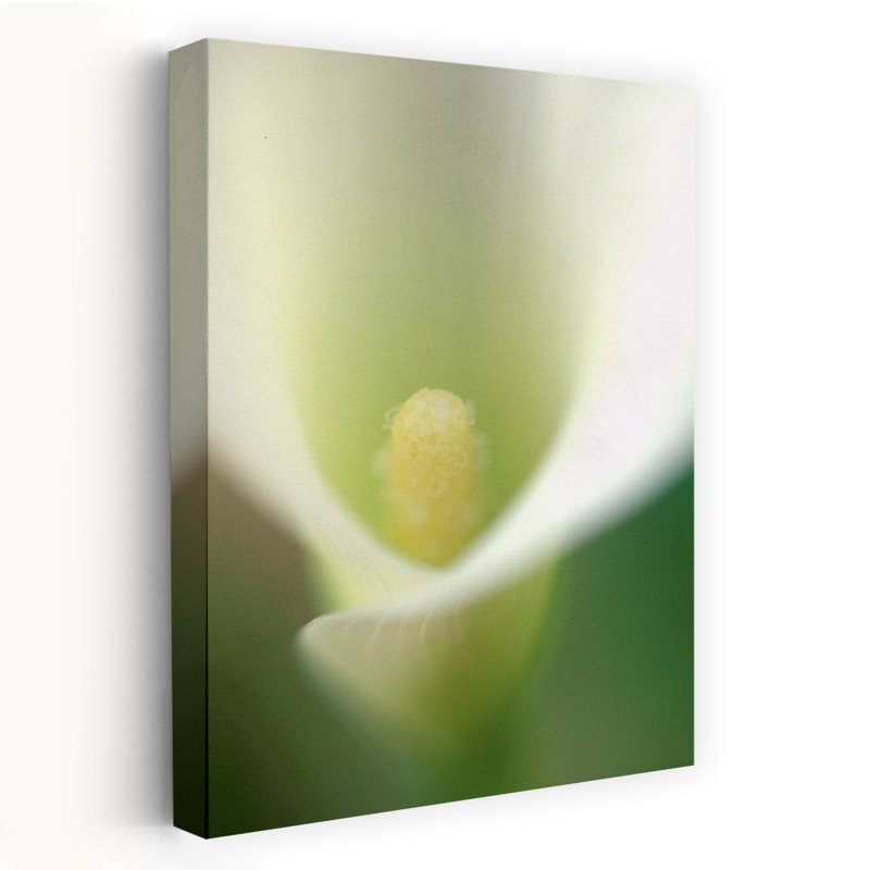 Calla Lilly, délicate fleur éthérée de rêve, art naturel, H 36 po x l 24 po