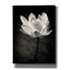 «Lotus Flower X» par Debra Van Swearingen, art mural sur toile-395945871