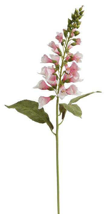 FOXGLOVE STEM