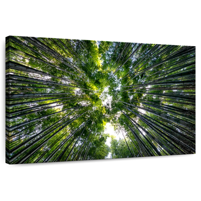 Alvord Arashiyama Bamboo Forest III, H 16 po x l 24 po