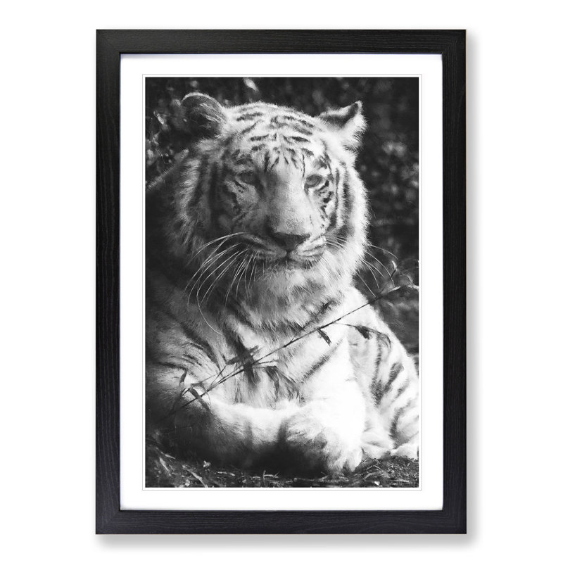 Tiger Vol.3 - Picture Frame Graphic Art, Black, 48cm H x 36cm W x 2cm D