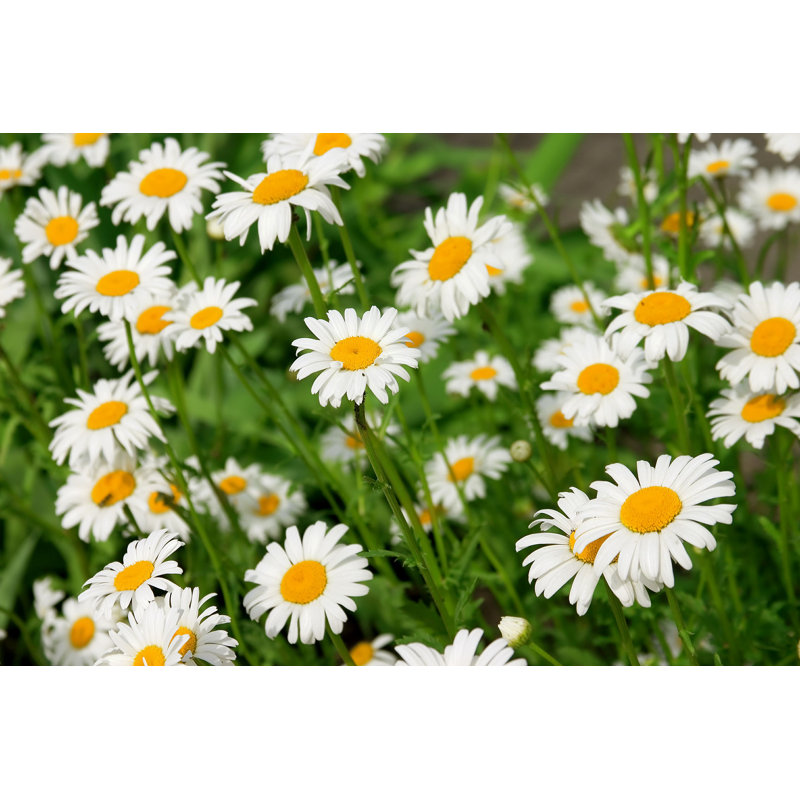 Champ de fleurs de camomille - photographie sur toile tendue, H 8 po x l 12 po