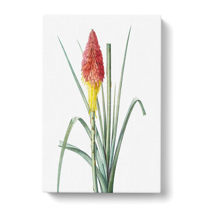Hot Poker Flower by Pierre-Joseph Redoute - Wrapped Canvas Print, 60cm H x 40cm W x 3cm D