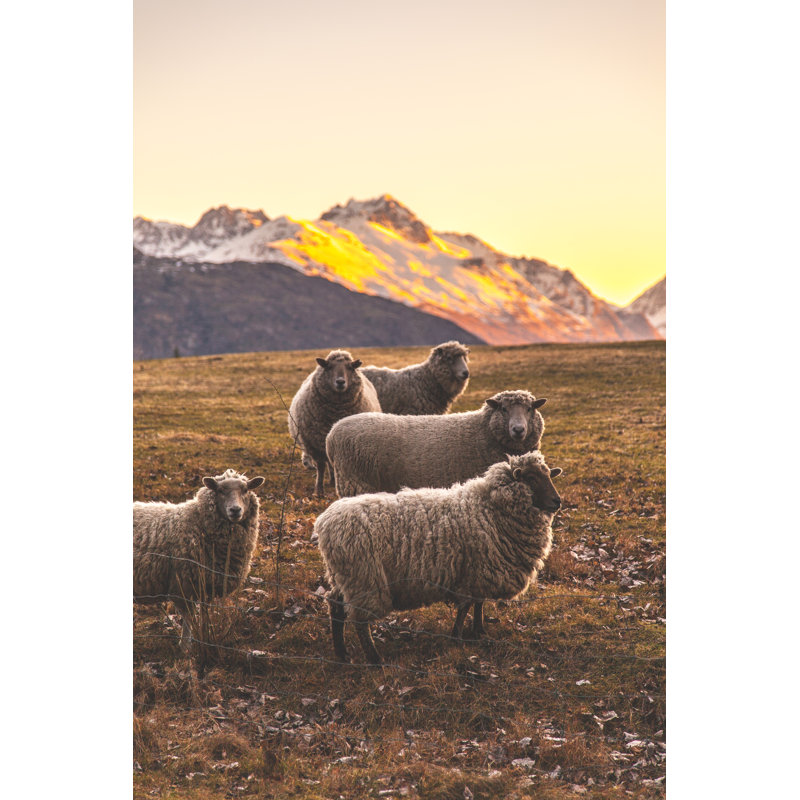 Sheep, 81cm H x 122cm W