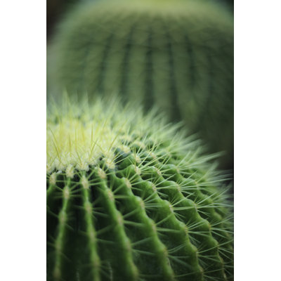 Cactus par Adam Smigielski