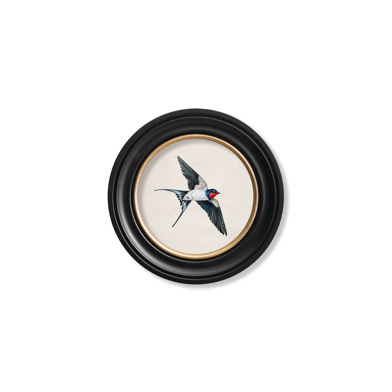 Swallow Right Facing by Mid-1800s - Single Picture Frame Print on Archival Matt 230gsm Paper