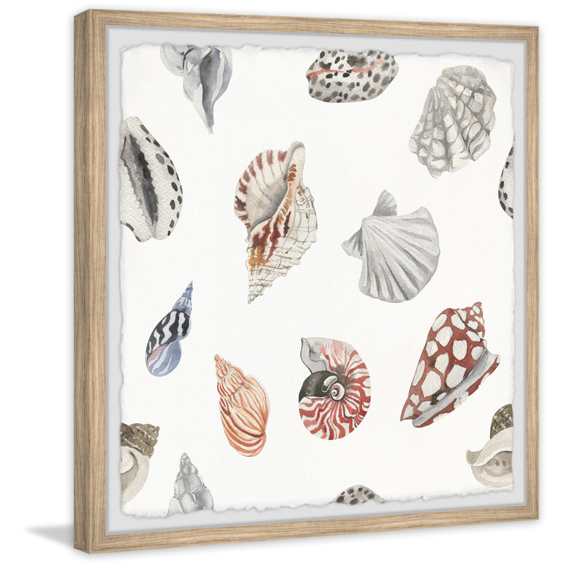 Classic Seashells - Single Picture Frame Print, 81cm H x 81cm W x 3.81cm D