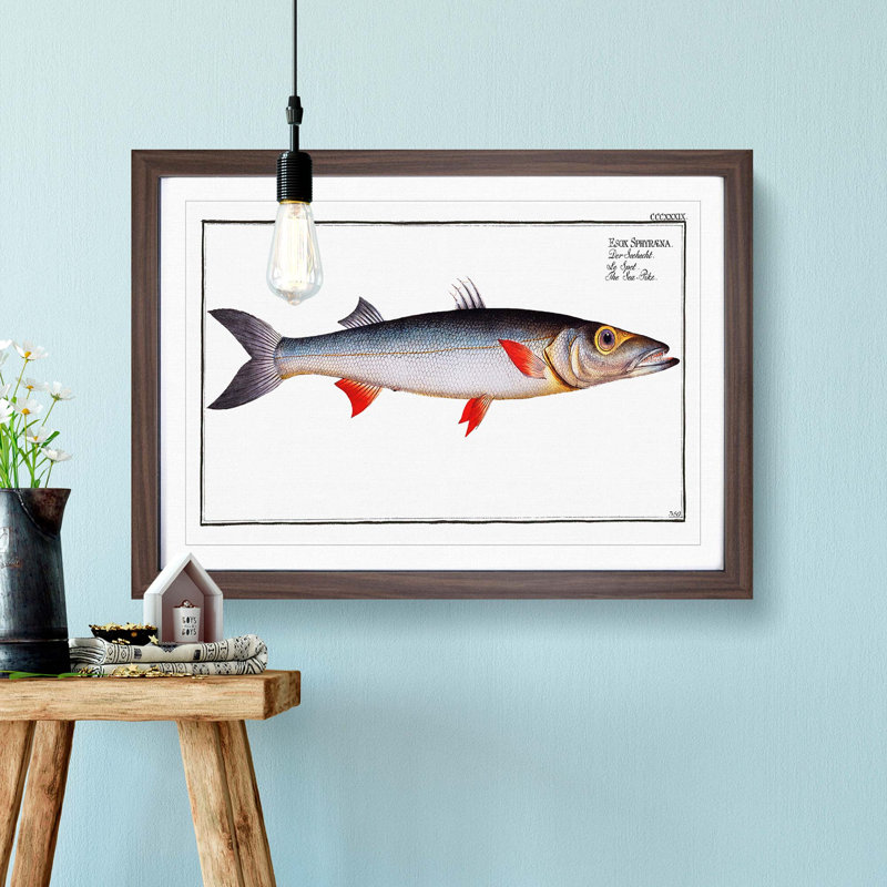 Sea-Pike Fish by M.E. Bloch - Framed Print, 36cm H x 48cm W x 2cm D, Walnut Framed