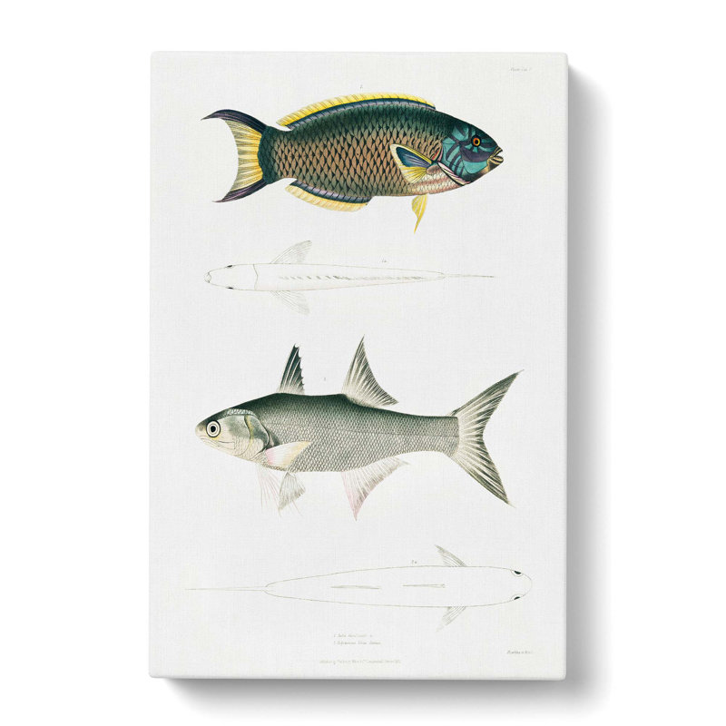 Illustrations of Fish by John Edward Gray - Wrapped Canvas Painting Print, 50cm H x 35cm W x 3cm D