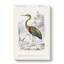 Purple Heron by Charles DOrbigny - Wrapped Canvas-55322597