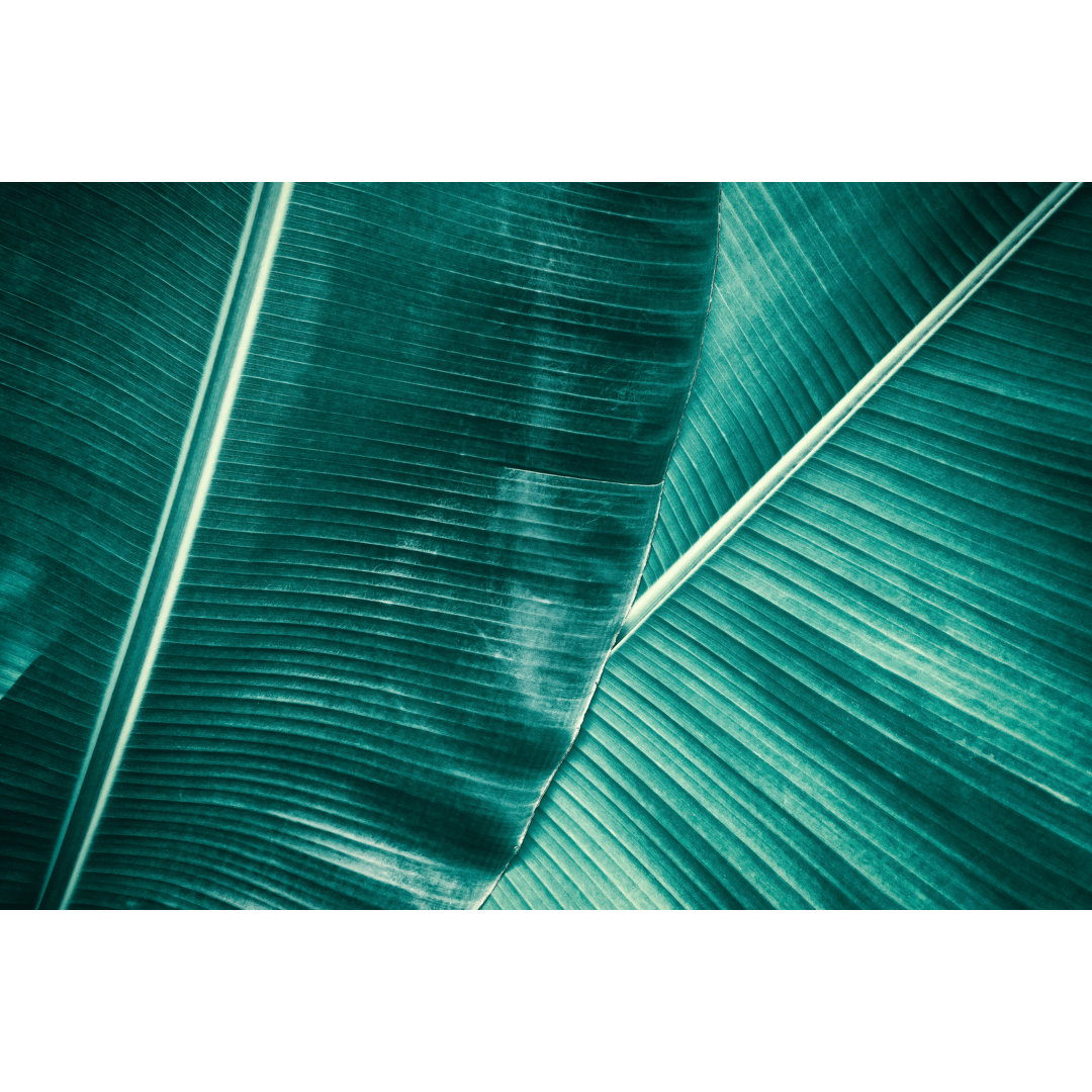 Atiana Tropical Banana Palm Leaves by Pernsanitfoto - No Frame Print on Canvas