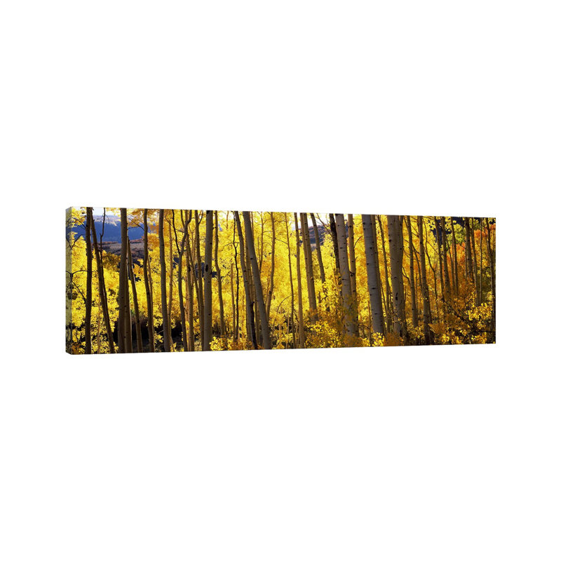 Aspen Trees In Autumn, Colorado, USA - Wrapped Canvas Panoramic Print, 182.88 cm H x 60.96 cm W