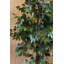 180cm Faux Ficus Tree Tree in Pot